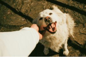 Como Ser Pet Sitter Viajando o Mundo: Guia Completo Para Iniciantes